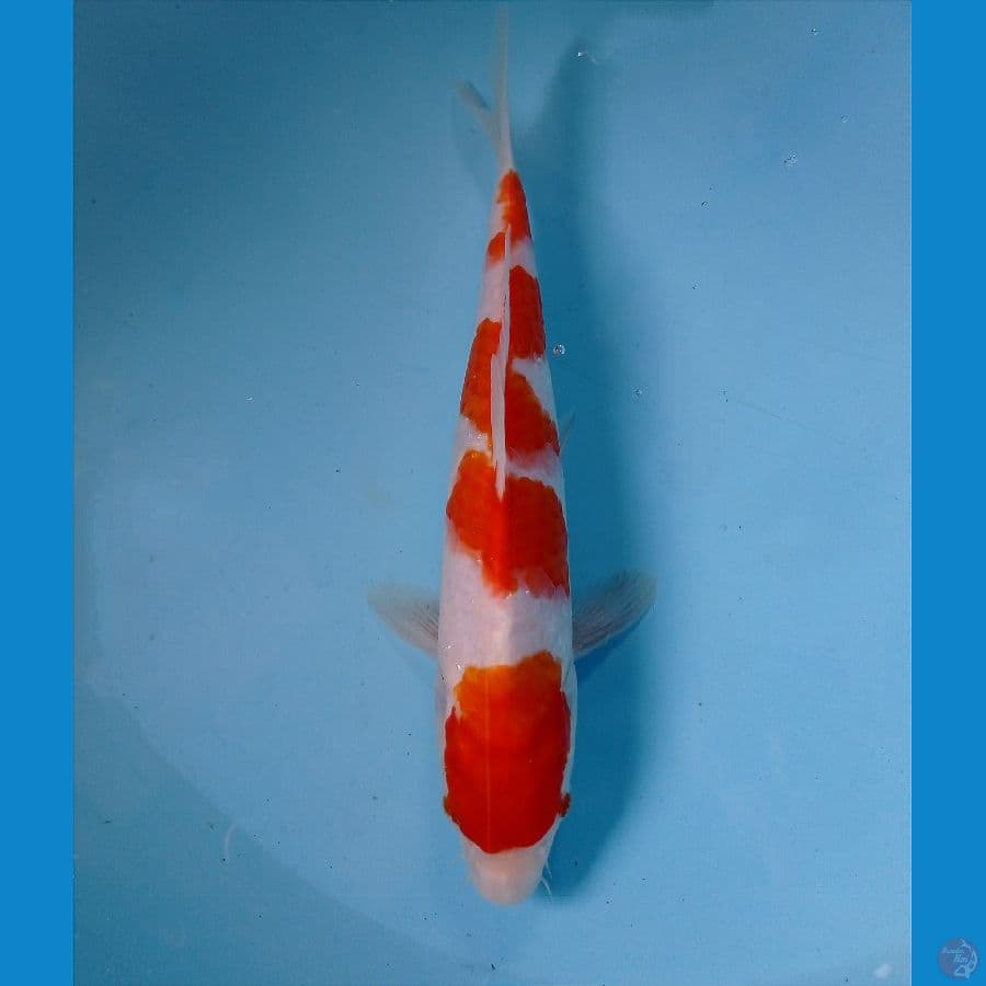kohaku 24 cm