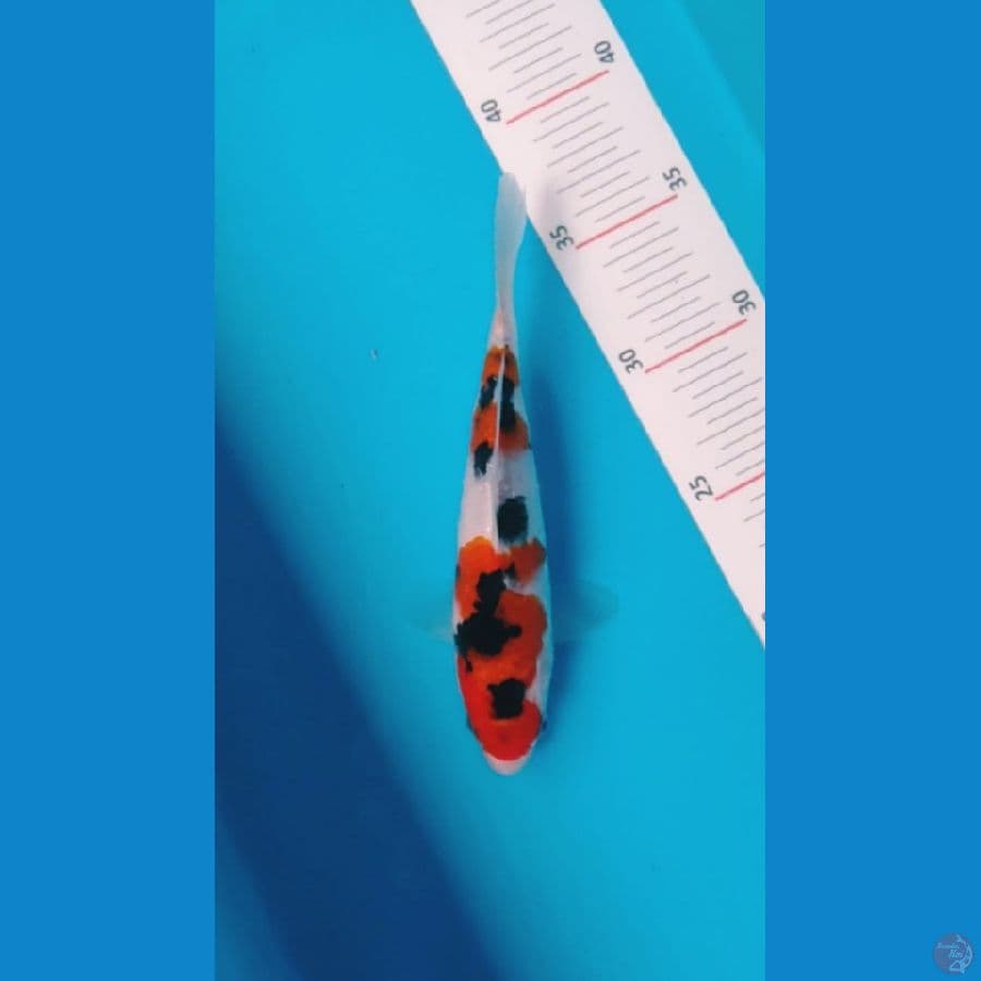 sanke 20 cm
