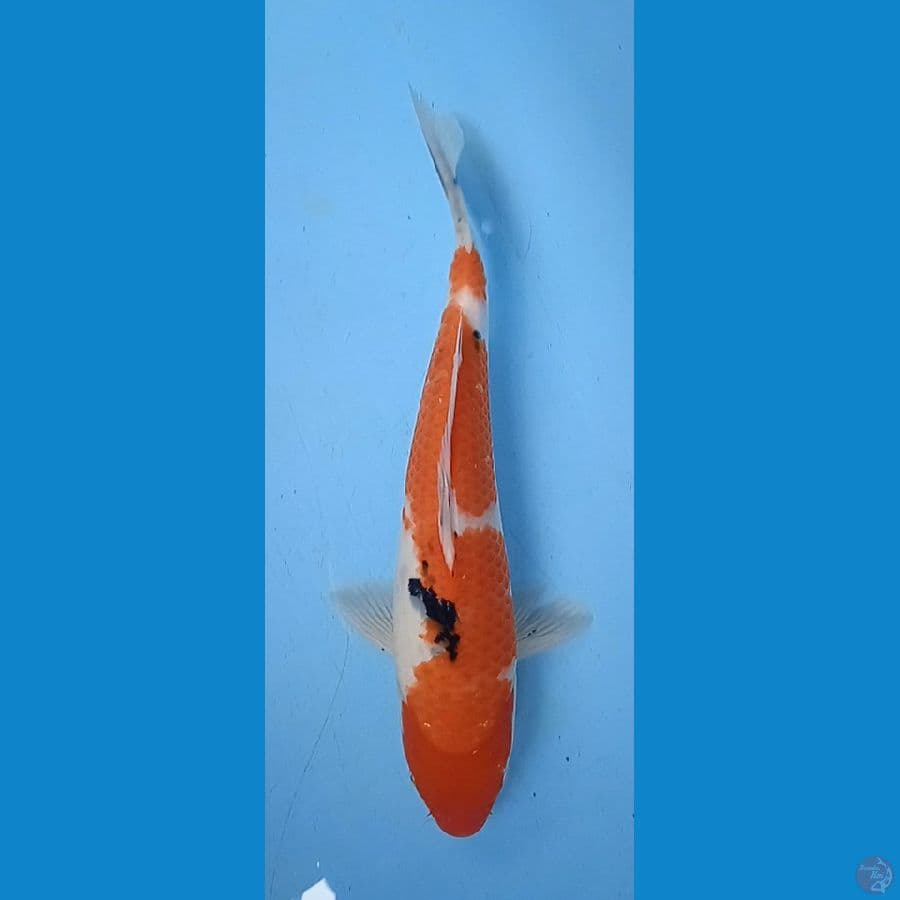 sanke : 36 cm 