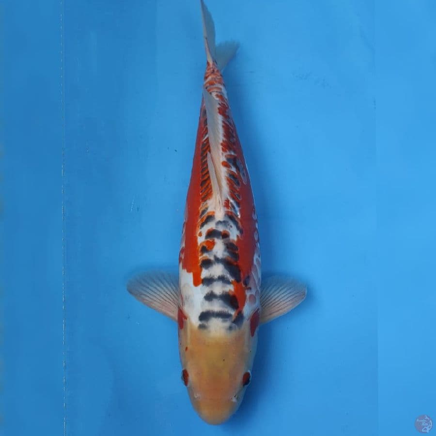 Yamaju Shusui