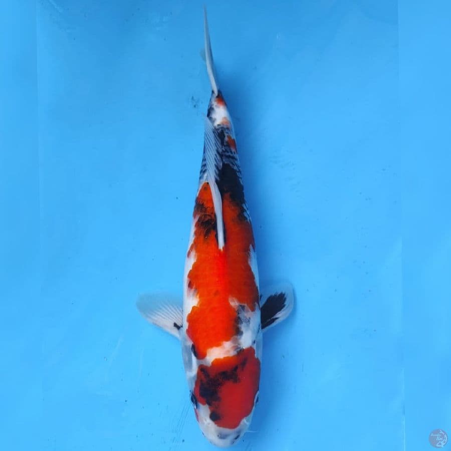 Ogata Maruten Showa