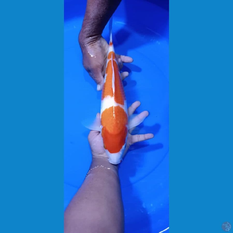KOHAKU 37CM