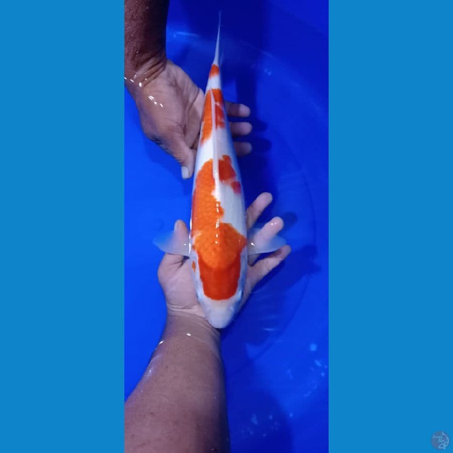 KOHAKU 37CM