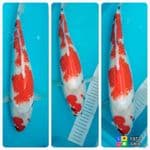 showa 43cm full ginrin