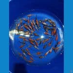 40 ekor Bibitan jossssss 12-16cm