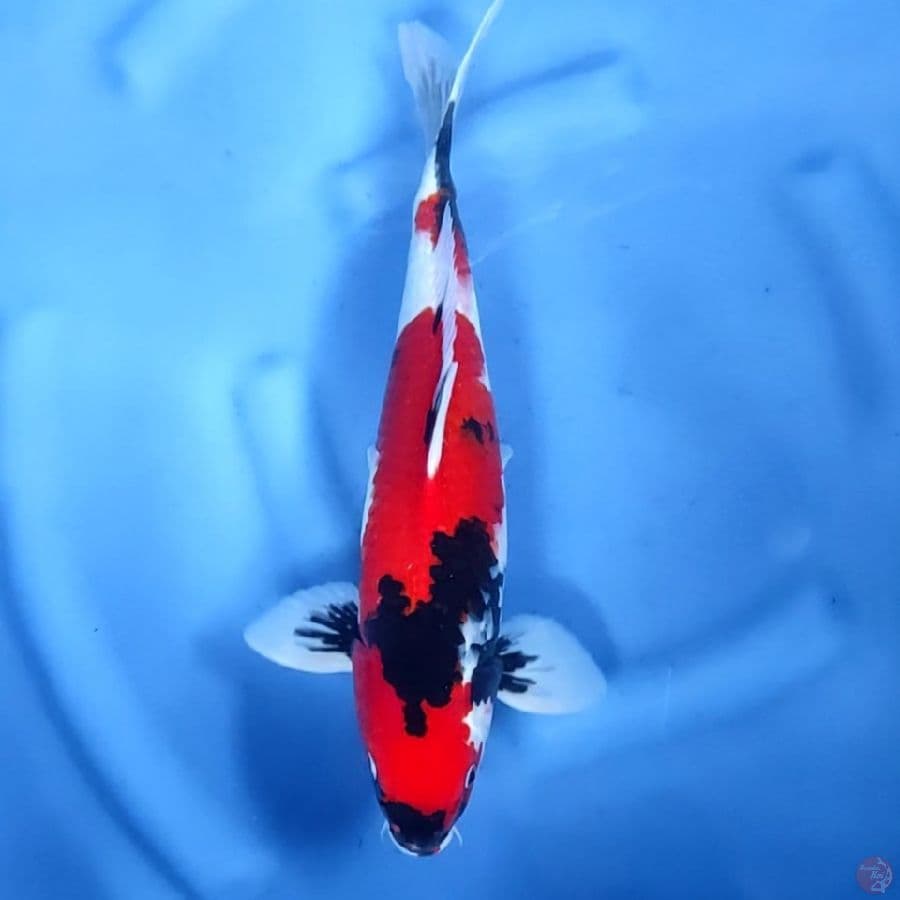 40CM # SHOWA REDSTRONG HALUS - M