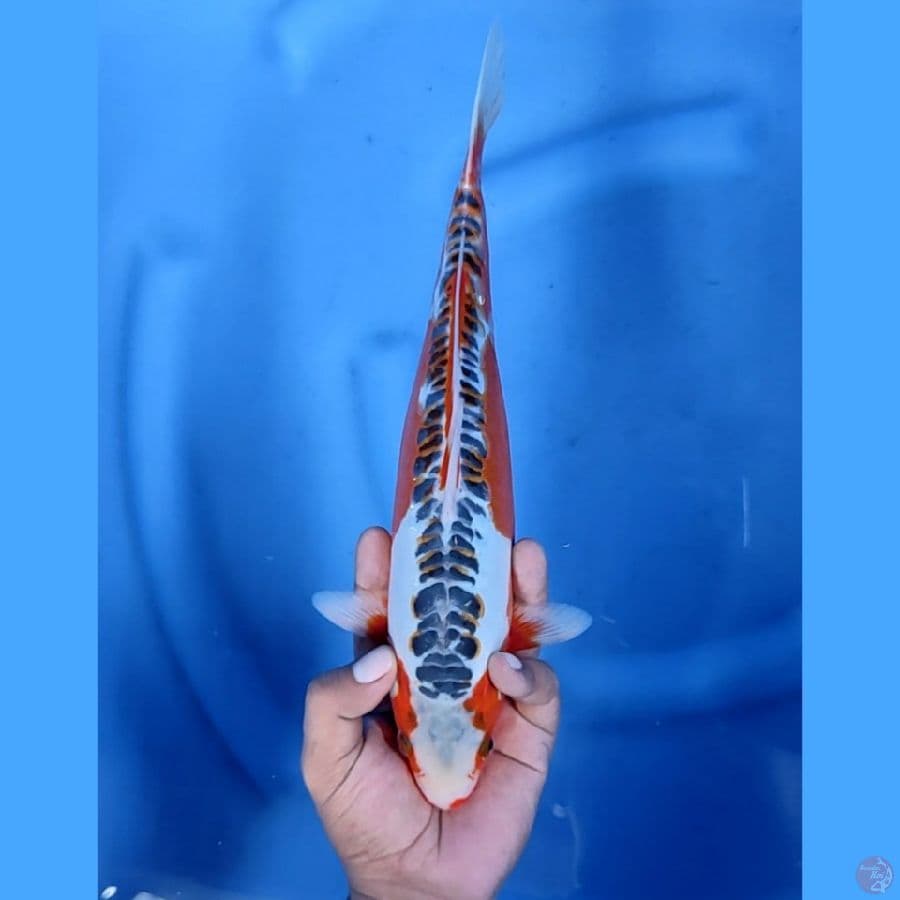 31CM # SHUSUI CANTIK - F