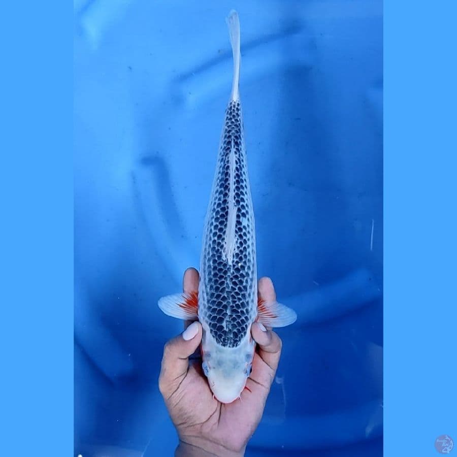 34CM # ASAGI JARING MANTAP - F