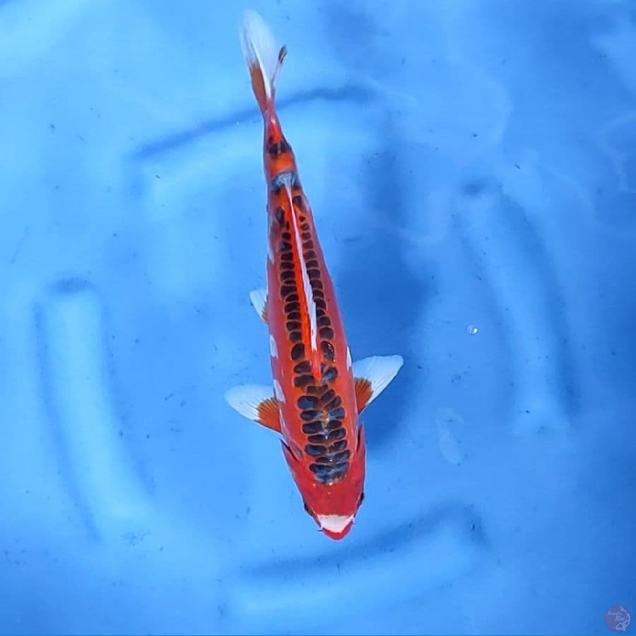 28CM # HI SHUSUI - M