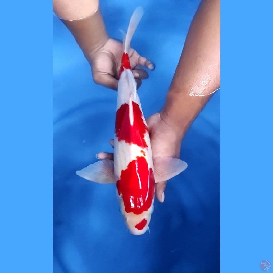 41CM # KOHAKU ORIGINAL - M