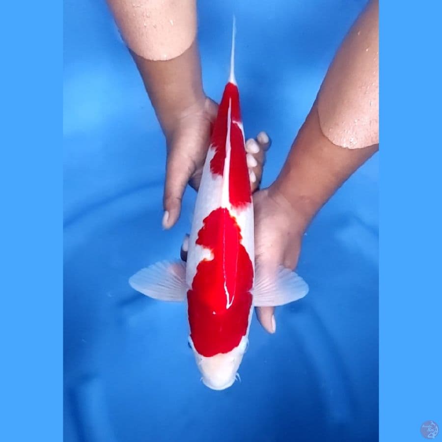 41CM # KOHAKU STRONG HALUS - M