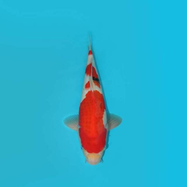 34 CM - SANKE