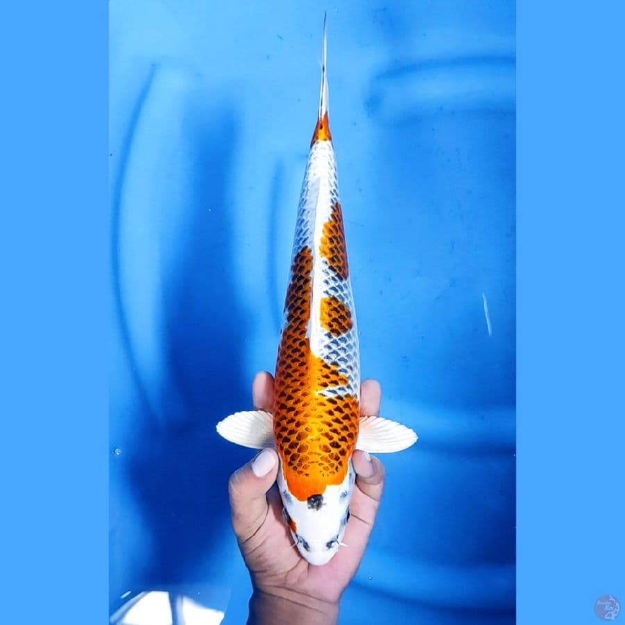 35CM # KUJAKU SPESIAL - M