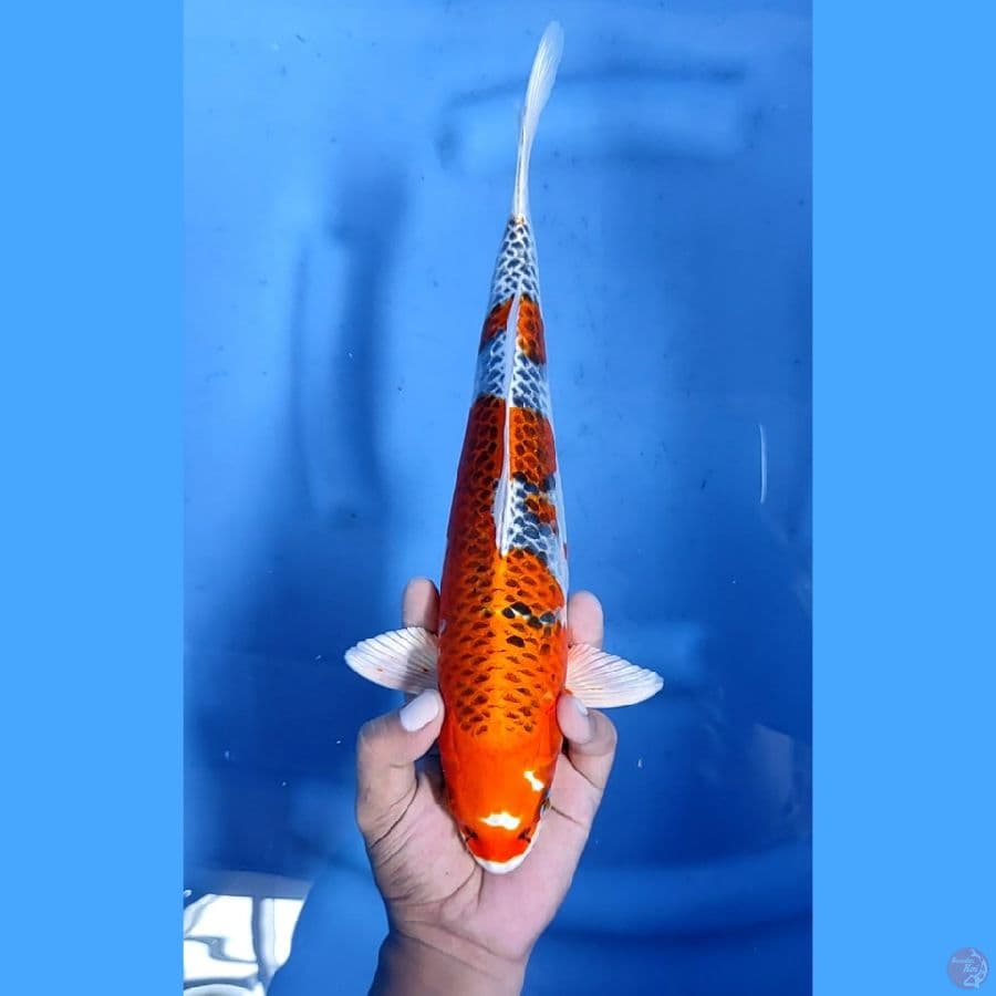 34CM # KUJAKU HIKARI TEBAL - M