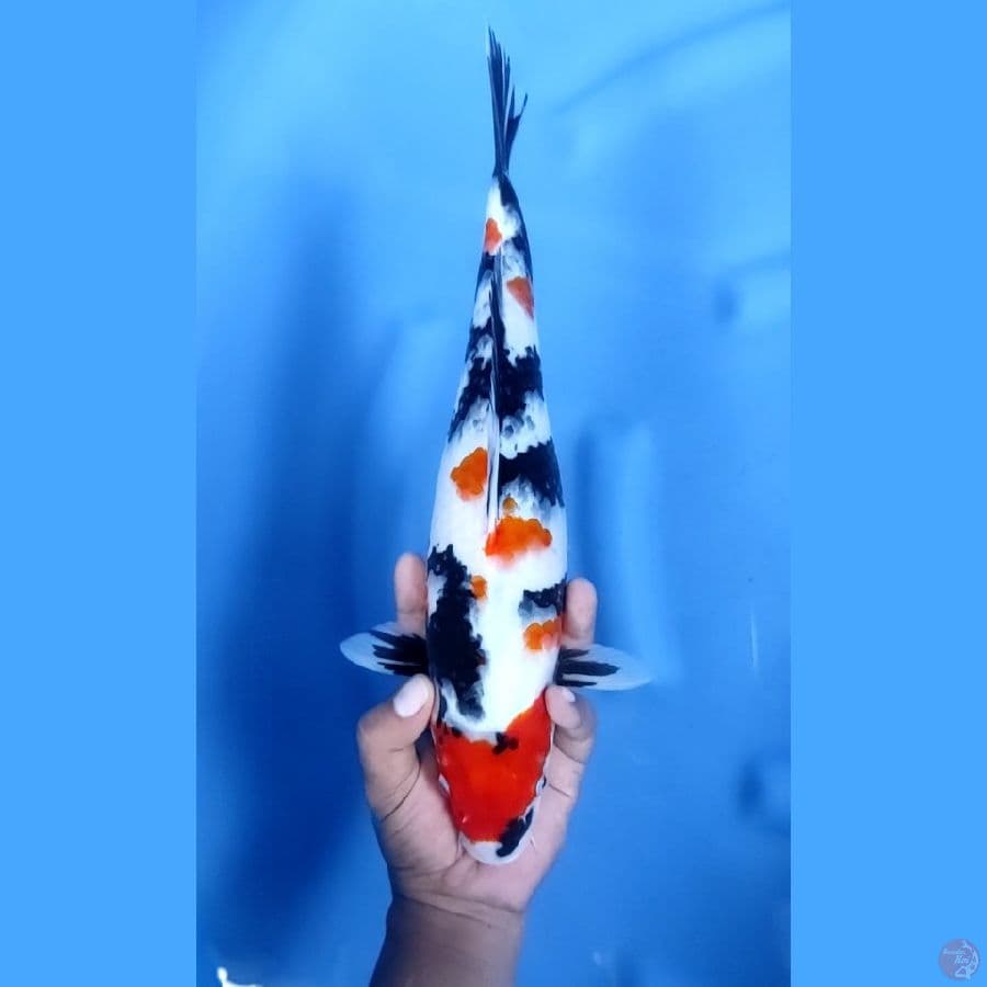 36CM # SHOWA TSUBOSUMI - F