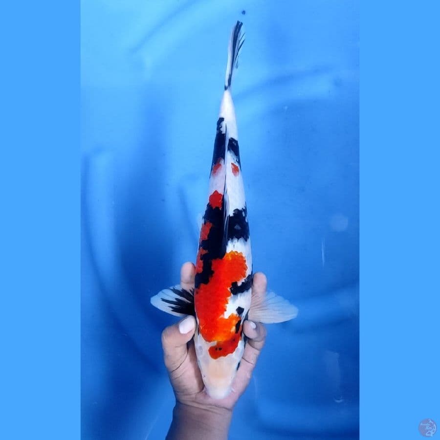 37CM # SHOWA CAKEP - M