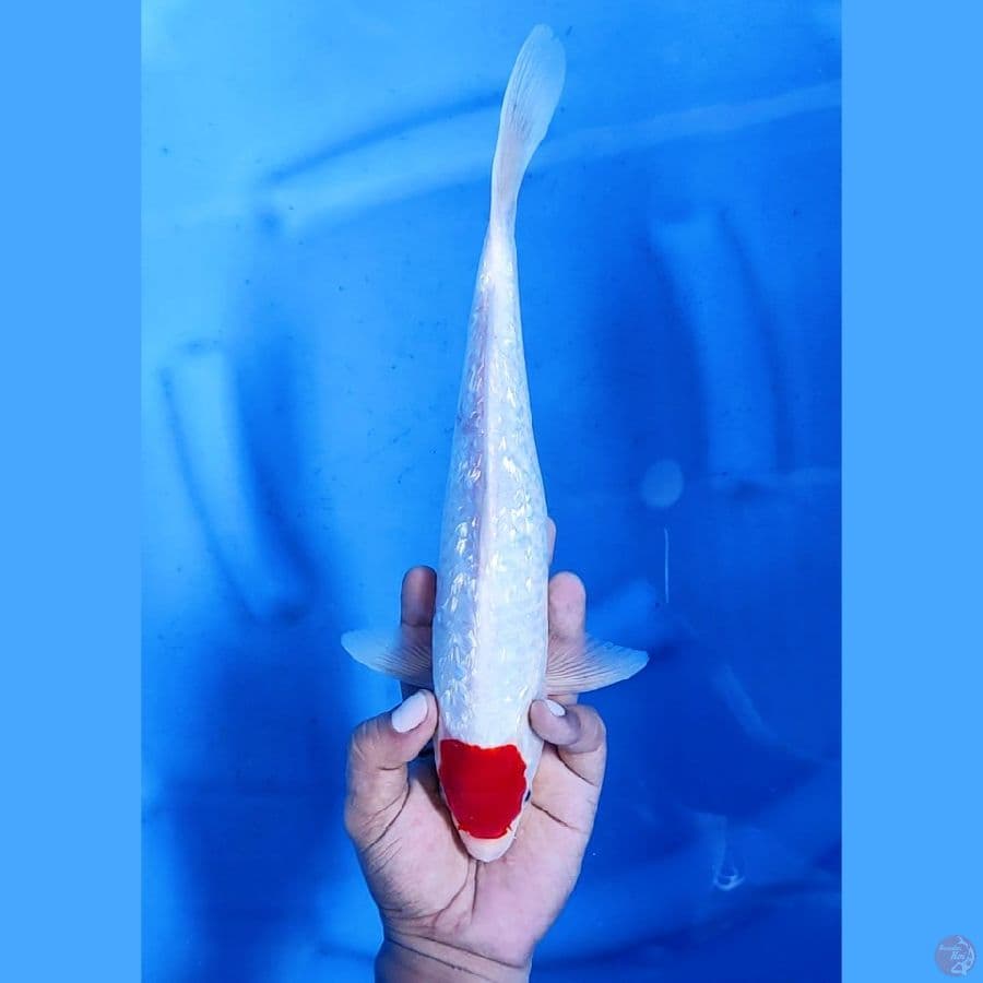 32CM # TANCHO KOHAKU GINRIN - M