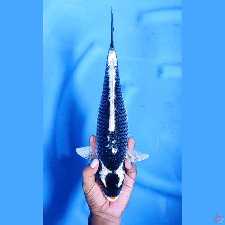 36CM # KUCIBENI GIN KABUTO - F