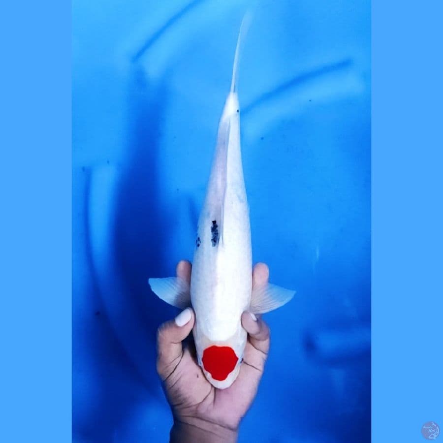 34CM # TANCHO SANKE - M