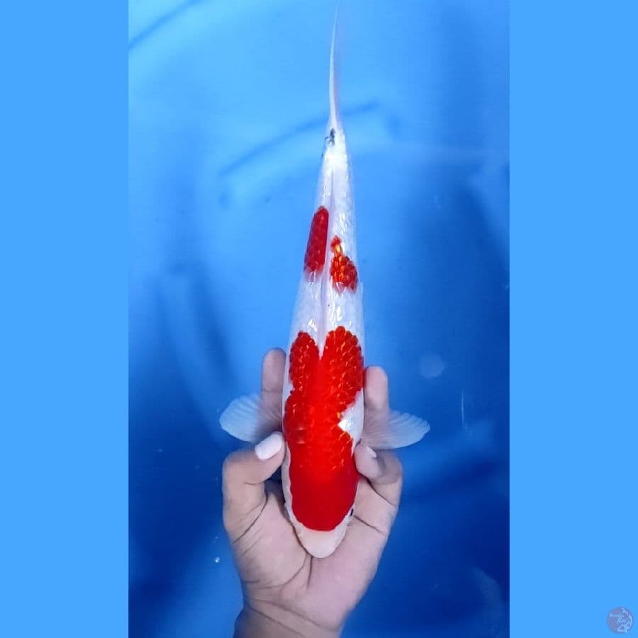 32CM # SANKE GINRIN - M
