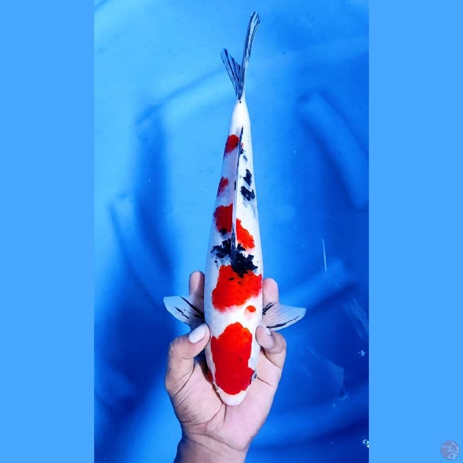 34CM # SANKE KEREN - M