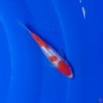 Koi Import Jepang Ginrin Kohaku (Sertifikat Tanaka) 17cm Super