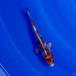 Koi Import Jepang Kin Showa (Sertifikat Tanaka) 19cm Super