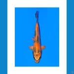 Koi Import Jepang Kin Ki Utsuri (Sertifikat Kanno) 27cm Super