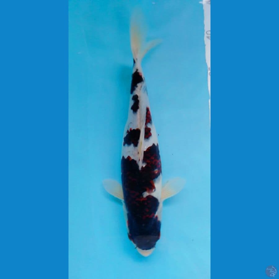 BUDOGOROMO F31CM