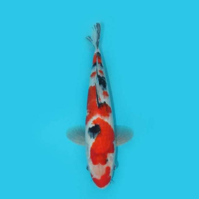 30 CM - KUCHIBENI SANKE