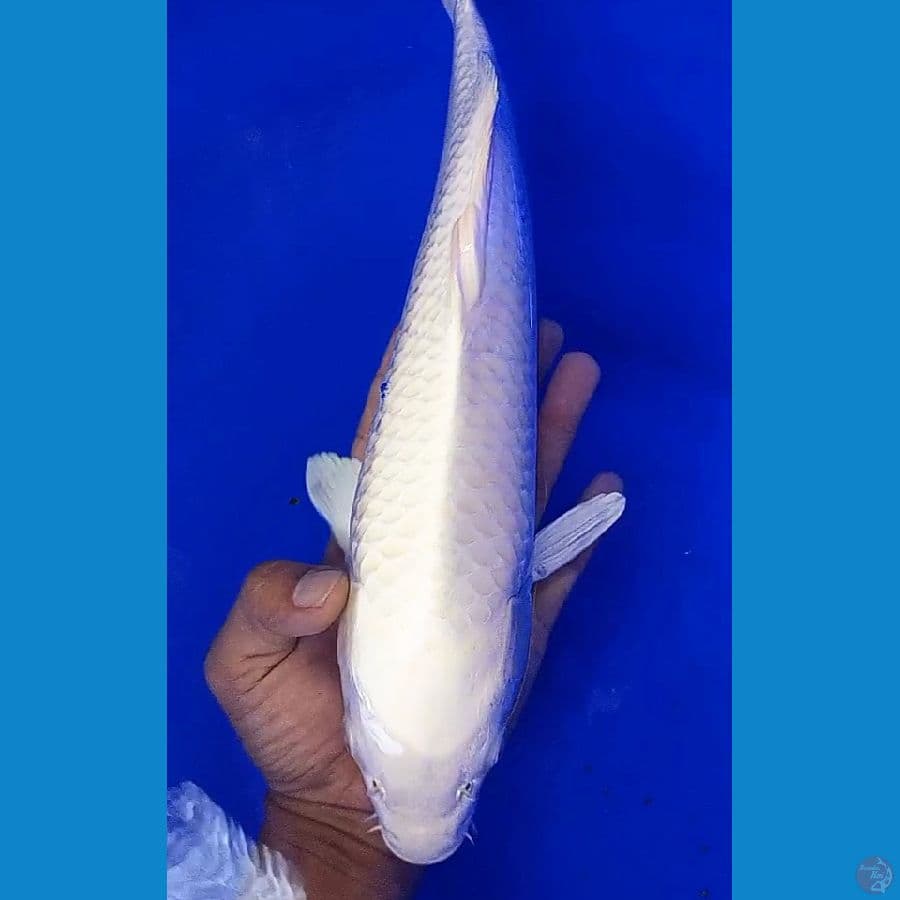 platinum male 36 cm
