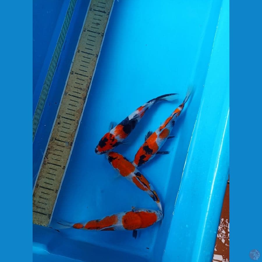 Paket showa 23cm