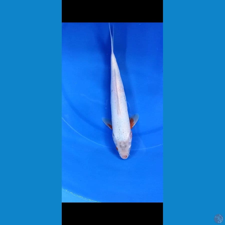 yuki asaghi 32cm jantan