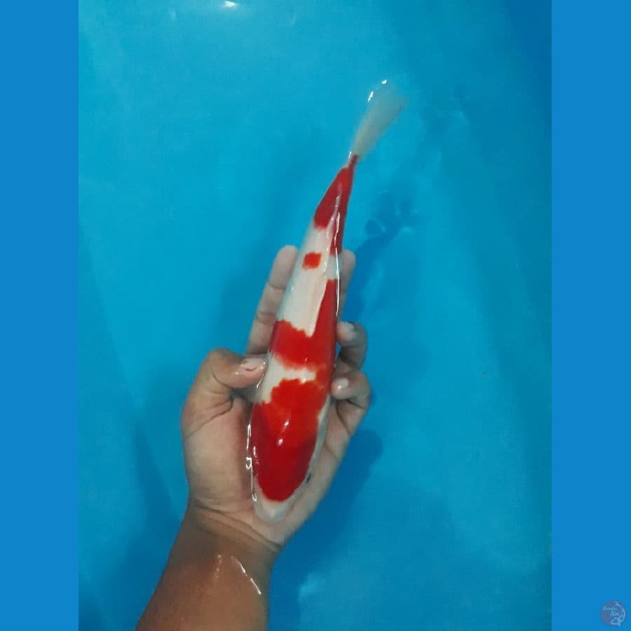 kohaku red strong