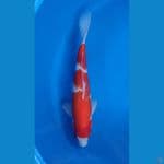 Kohaku