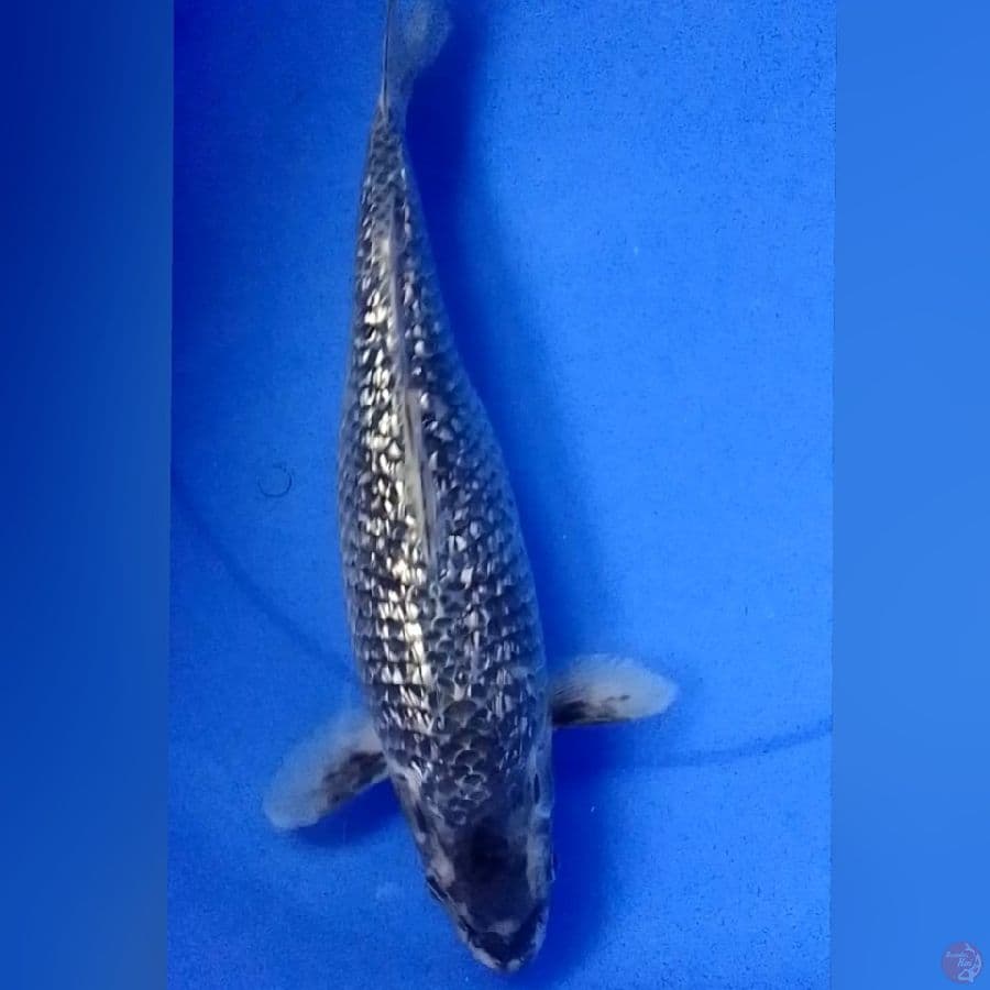 KAWARI GINDRIN 37CM