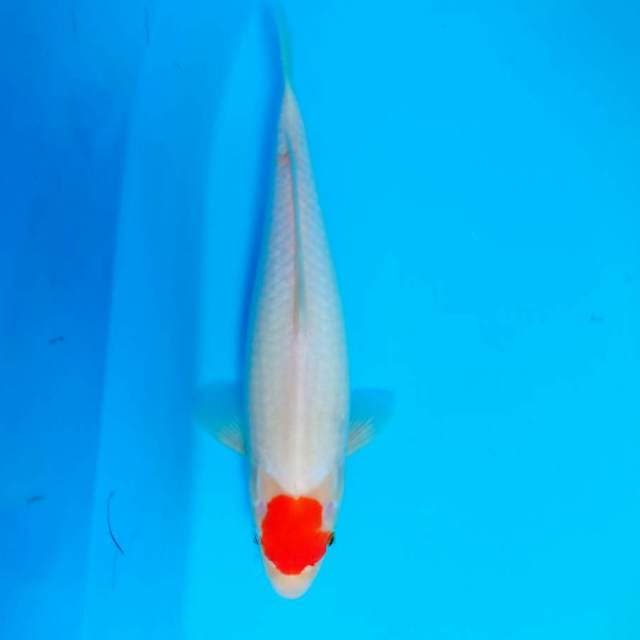 Tancho kohaku