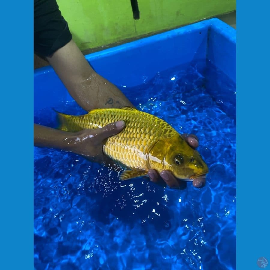 mukasi hikari tebal 