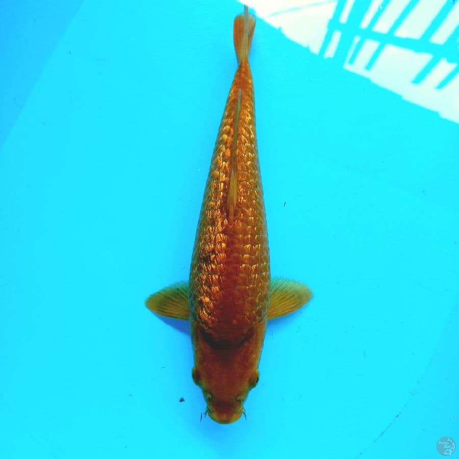 KARAMEL GINRIN//31 CM