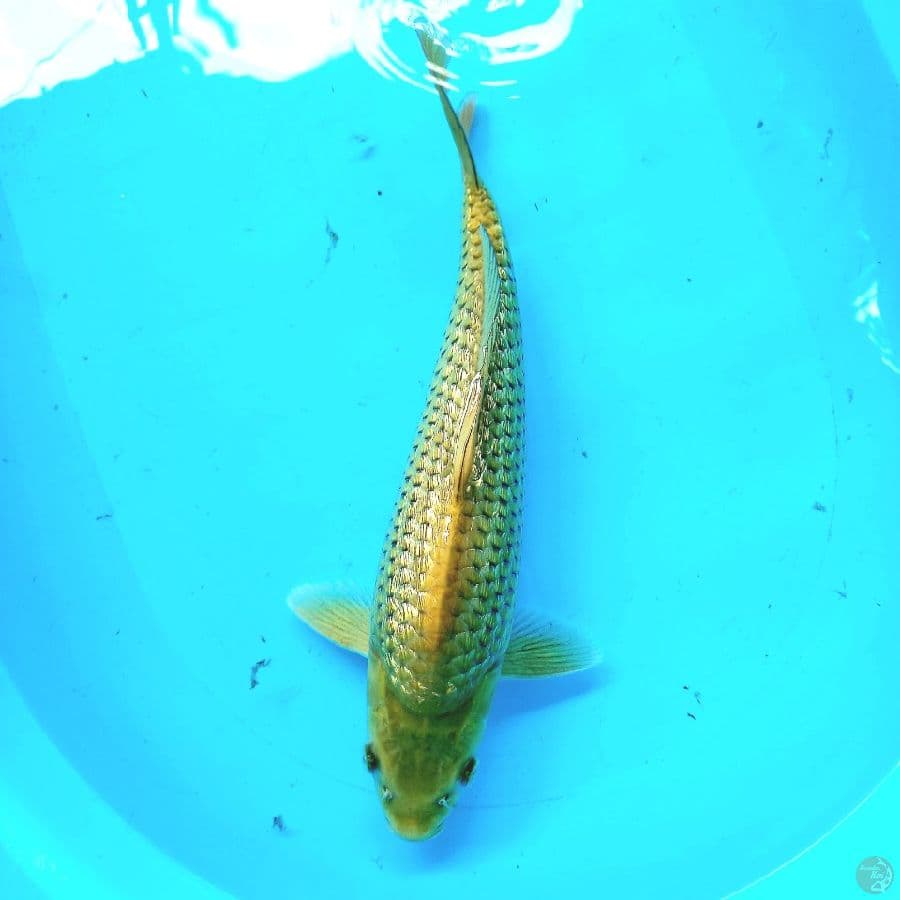 MIDORIGOI// 35 CM 