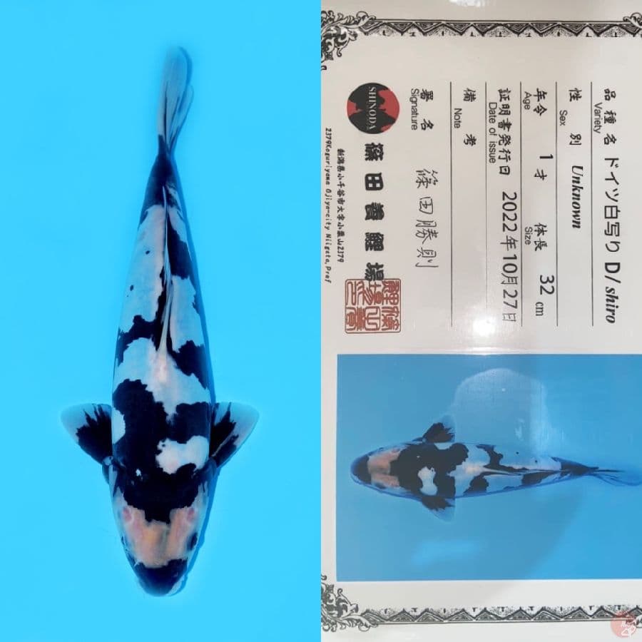 SHIRO DOITSU SHINODA SQ 32CM