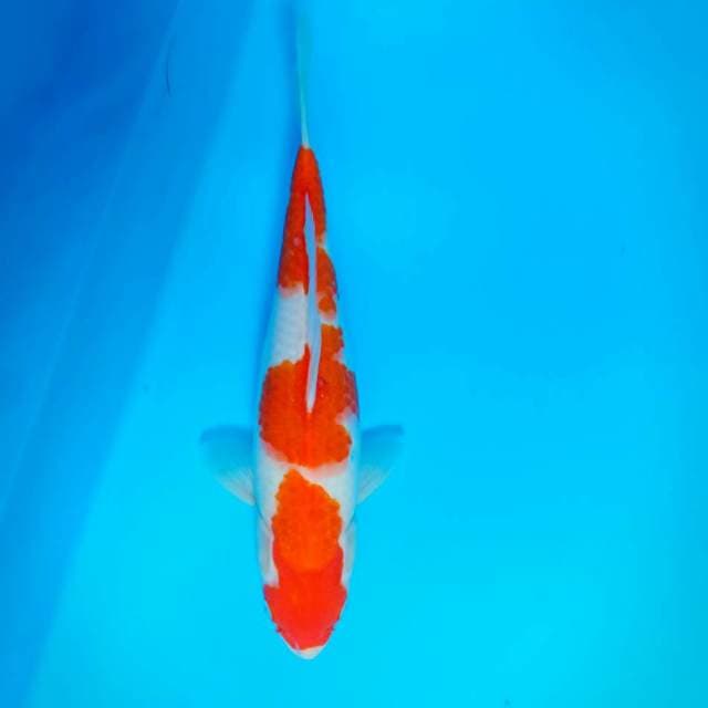 Kohaku
