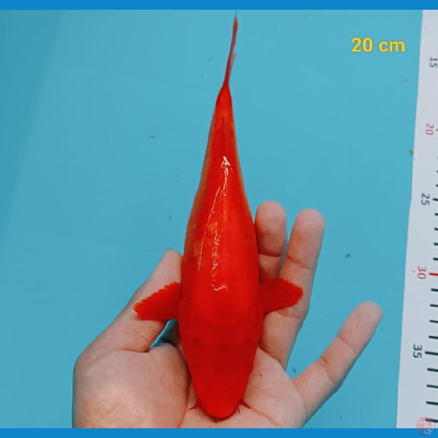 Benighoi doit murni 20 cm