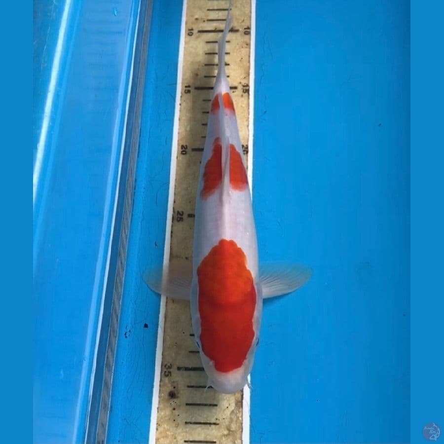 kohaku male 27cm