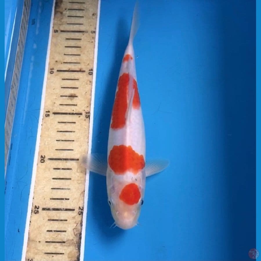kohaku 25cm