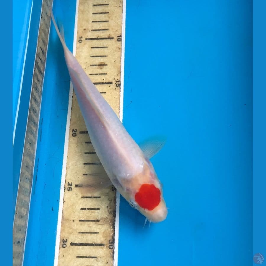 tancho 23cm