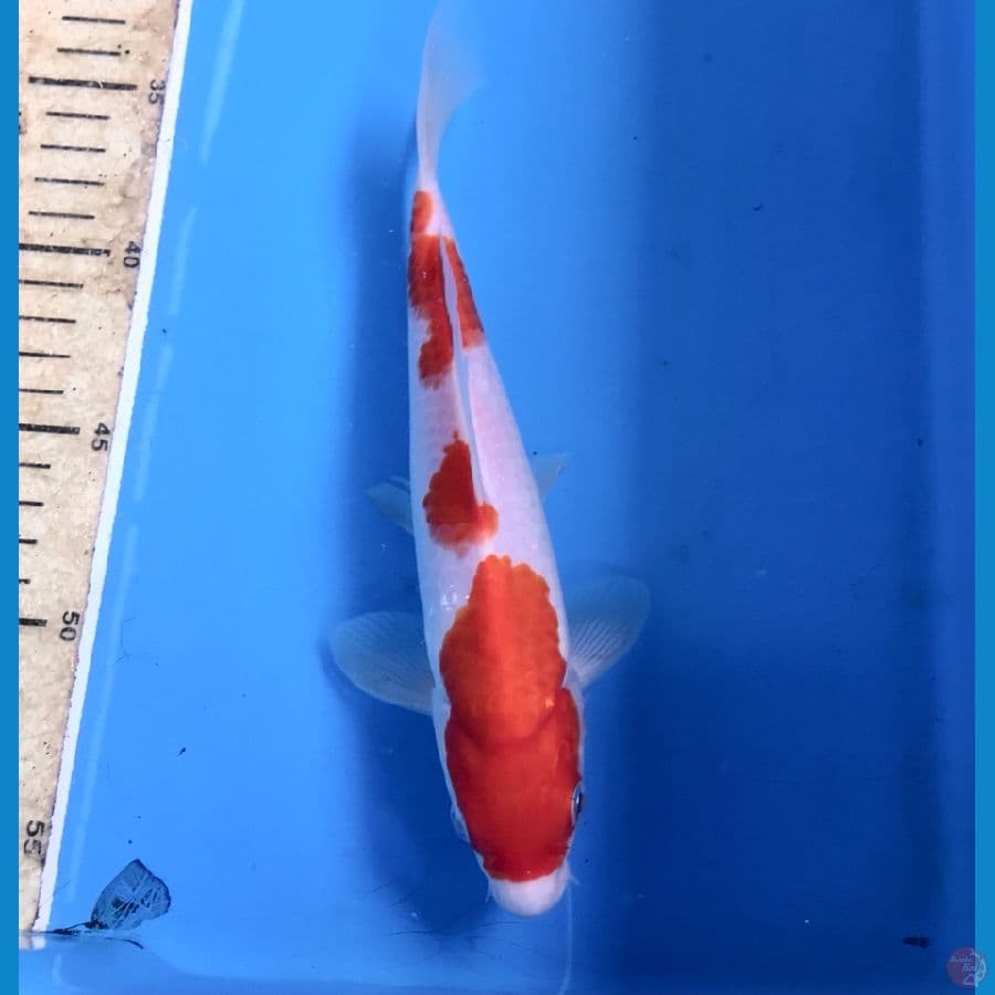 kohaku 24cm