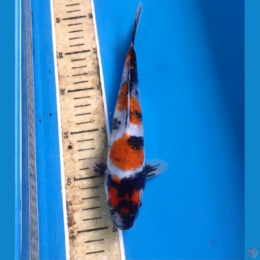 maruten showa 24cm