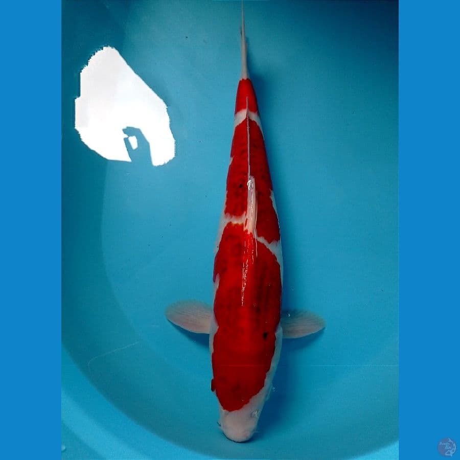 ai goromo 42 cm