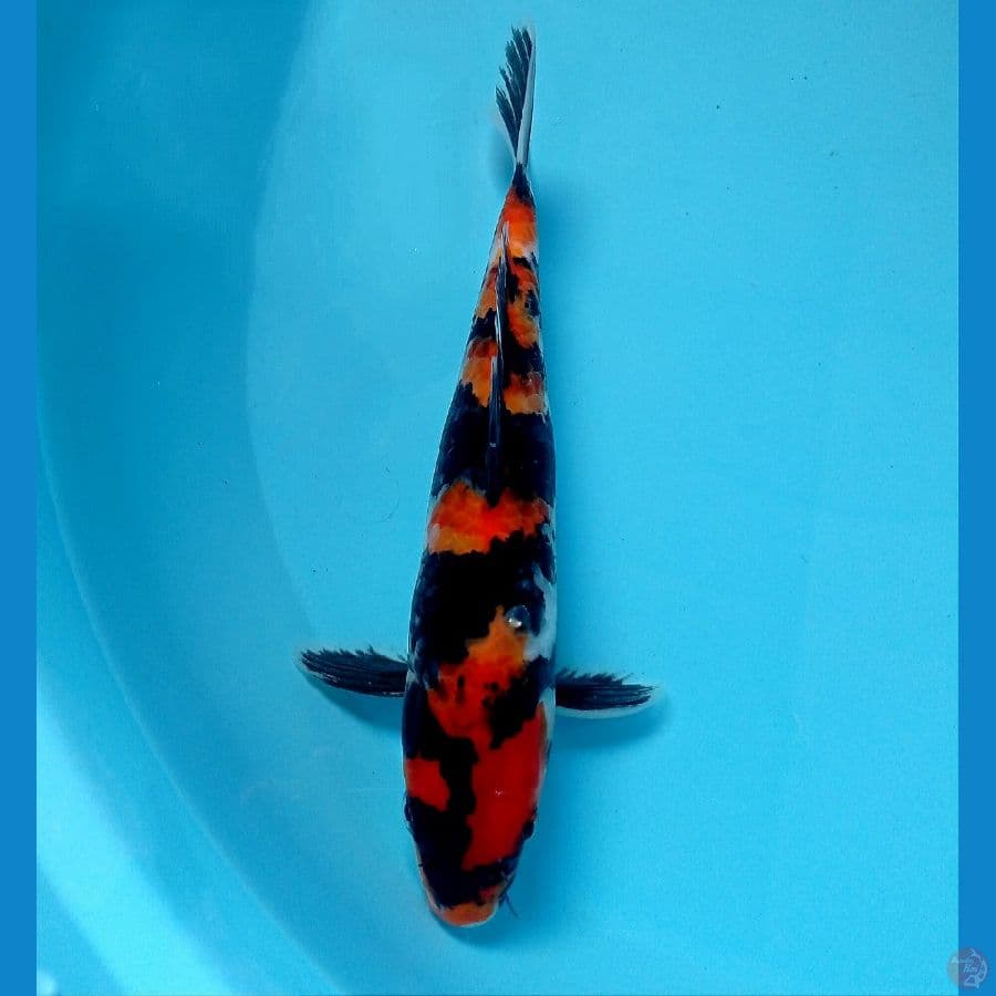 showa 19 cm